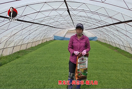 黑龍江-尚誌市-戼(mao)兒山